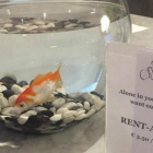 El servicio de alquiler de peces en un hotel belga.