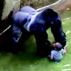 El zoo de Cincinnatti acabó con la vida de Harambe, un gorila plateado de 17 años, para salvar a un niño de 3 años que cayó en su recinto.