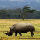 Un rinoceronte en Kenia.  /