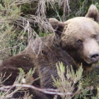 Imagen del oso, difundida en Twiter, poco antes de morir