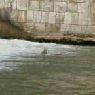 Imagen del corzo en el río Bernesga a su paso por las inmediaciones de San Marcos.