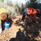 Imagen de archivo de dos mujeres recogiendo castañas en un soto del Bierzo. L. DE LA MATA