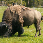 Un bisonte americano en el Parque nacional de Yellowstone, EEUU.