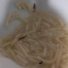 Larvas de gorgojos en la comida de la cafetería del Hospital de León. DL