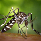 Un mosquito tigre, en una imagen de archivo.