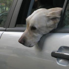 Un perro viaja en coche con la ventana bajada