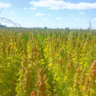 Una finca de la empresa Quinoa del Páramo. DL