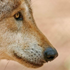 Al norte del río Duero reside la mayoría de lobos ibéricos, donde pueden ser objeto de gestión. RONALD WITTEK