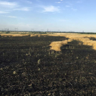 Imagen de un campo de trigo quemado. EFE