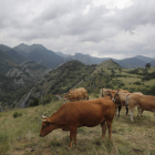 Vacas pastando en las montañas leonesas en una foto de archivo. JESÚS F. SALVADORES