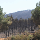 Parte de los subvenciones están destinadas a labores preventivas de incendios forestales.