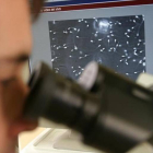 Un investigador observa los espermatozoides de una muestra de semen.