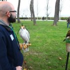 Suelta de aves rapaces en el año 2009 para espantar a los estorninos del Parque del Plantío. L. DE LA MATA