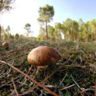 Las setas como recurso natural y nuevo valor socioeconómico