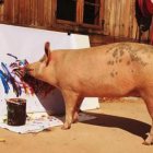 La cerda Pigcasso pintando una de sus obras en su refugio de Sudáfrica