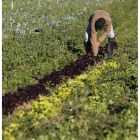 Una de las explotaciones de cultivo ecológico.