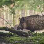 La Junta elaborará un plan de gestión del jabalí para incrementar los controles sobre la especie. DL