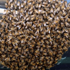 Enjambre de abejas apostado en la defensa de un vehículo. efe
