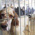 Uno de los perros participantes en la feria.