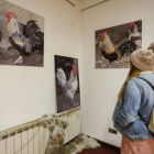 El Museo del Gallo de Pluma es un atractivo turístico