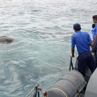 El elefante en medio del mar.