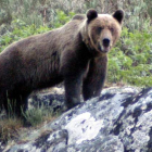Los técnicos de la Junta contabilizaron el año pasado 10.000 puntos de localización del oso.