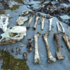 Los restos del oso hallados en la zona de Páramo del Sil.