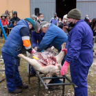 Un momento de la faena, ayer en la feria. CAMPOS