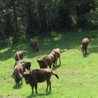 Bisontes europeos en la reserva de San Cebrián de Mudá, en la montaña palentina. Actualmente tiene 12 ejemplares.