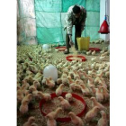 Un hombre alimenta unos pollos en una granja en Fayuom, al sur del Cairo, Egipto