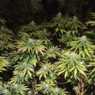 Plantas de marihuana icnautadas en la operación de Ponferrada. AYUNTAMIENTO DE PONFERRADA