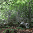 El Hayedo de Busmayor, uno de los bosques más bellos y mejor conservados de Europa y el más occidental detodo el continente.