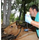 Un veterinario de Avescal vacuna vacas en Robles de la Valcueva