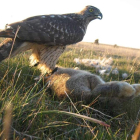 El conejo de monte sirve de alimento a diversas rapaces.