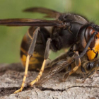 Ejemplar de vespa velutina o avispa asiática