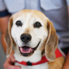 Un perro de raza Beagle adiestrado para labores especiales. DAVID MARIUZ