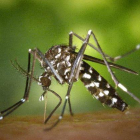 Un mosquito tigre o 'Aedes albopictus, insecto originario de Asia cuyas poblaciones se han consolidado en varios países del sur de Europa. Es un vector potencial de transmisión de enfermedades como el dengue o el chikungunya.