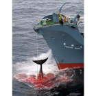 Fotografía de archivo facilitada por Greenpeace del  7 de enero de 2006 que muestra al pesquero de ballenas Yushin Maru tratando de cazar un ejemplar en el Océano Austral, cerca de Australia.