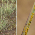 Imagen de las plantas a las que afecta el pulgón amarillo.