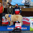 El perro elegido como mejor ejemplar del concurso fue Pelayo Picu Moro, de Cesar Álvarez. DL