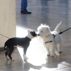 Los perros adiestrados pueden detectar enfermedades a través del olor. dl