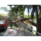 La rama dañó el coche en la avenida de la Facultad.