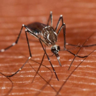 Ejemplar de mosquito de la fiebre amarilla o Aedes aegypti.