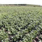 La producción final en la provincia de León asciende a 9.100.000 kilos. MARCIANO PÉREZ