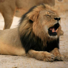 El leoné Cecil, abatido por un dentista estadounidense