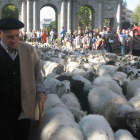 Unas tres mil cabezas de ganado atravesaron ayer emblemáticos puntos de Madrid como la puerta de Alcalá.