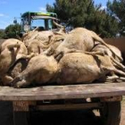 Varias de las ovejas muertas se apilan en un remolque, antes de ser trasladadas para su cremación