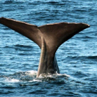 Un cachalote, rumbo a las profundidades del archipiélago Lofoten (Noruega), lugar al que ha regresado el bacalo.