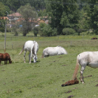 Los animales fueron decomisados hace casi un año, en muy mal estado y sin alimentar.