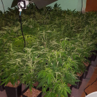 Las 327 plantas de marihuana, de 40 centímetros, fueron localizadas hace dos meses en un piso. DL